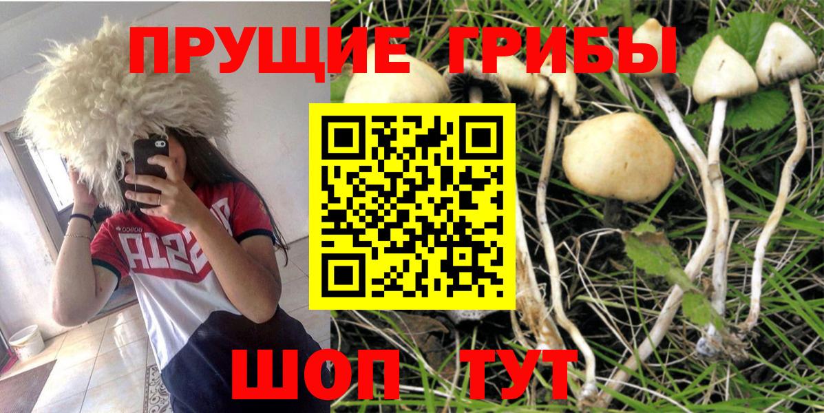 Псилоцибиновые грибы Cubensis Светлоград